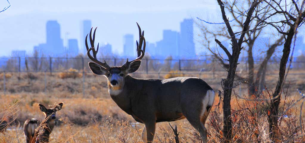 Photo of Rocky Mountain Arsenal National Wildlife Refuge