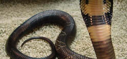 Reptile World Serpentarium, Florida Roadtrippers