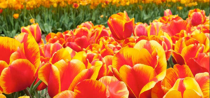 Photo of Veldheer Tulip Gardens