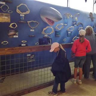Whale, Sea Life and Sharks Museum