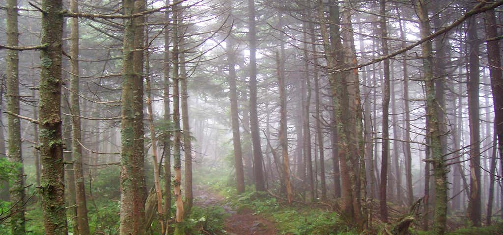 Photo of The Long Trail
