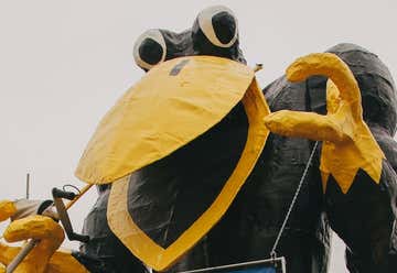 Photo of Big Goofy Black Bird