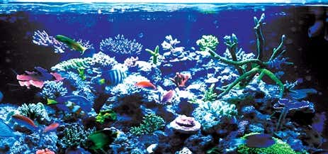 Photo of The Aquarium Lounge