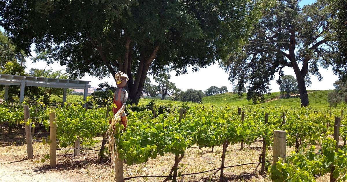 Star Canyon Winery, El Paso Roadtrippers