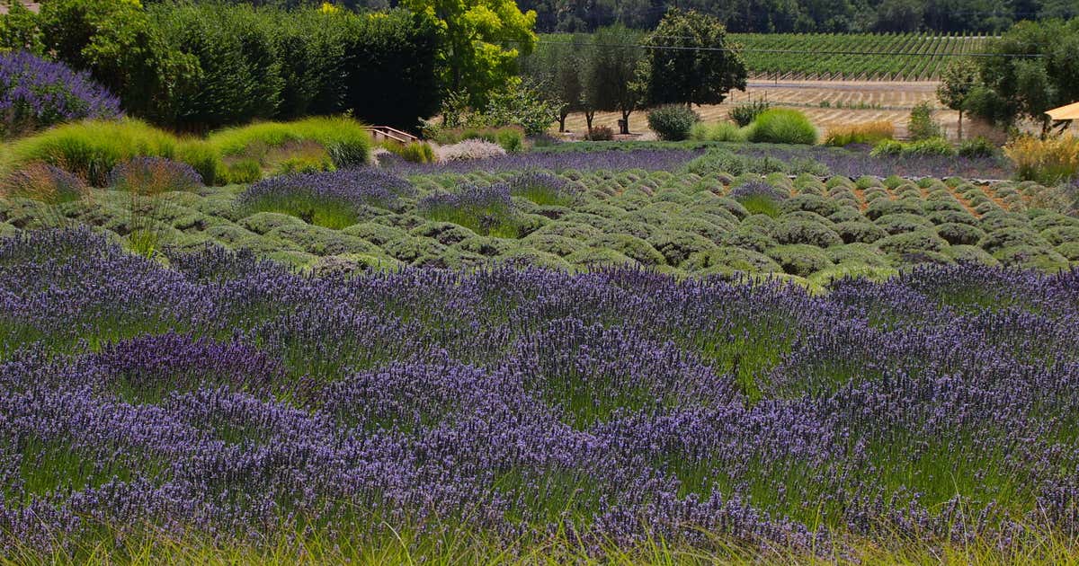 Manzanita Creek Winery, Healdsburg Roadtrippers