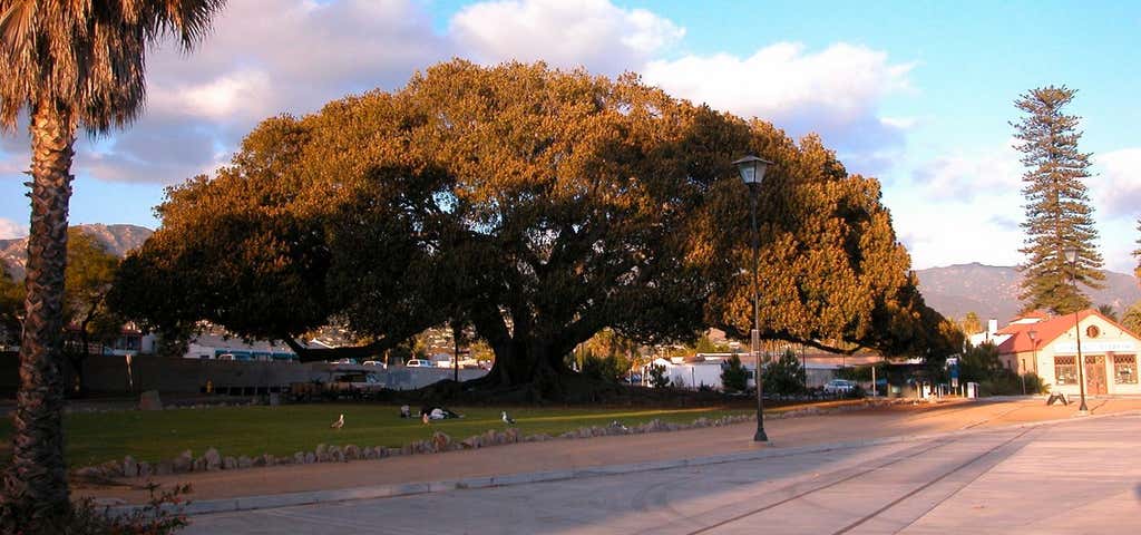 Photo of Moreton Bay Fig Tree