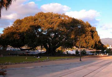 Photo of Moreton Bay Fig Tree