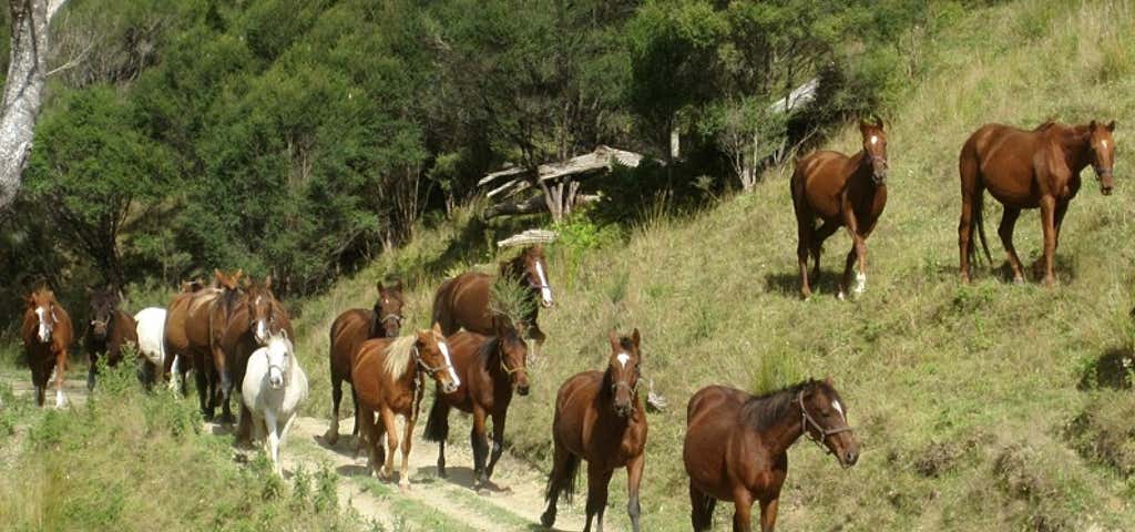 Photo of Horse Trek n Piko Valley