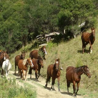Horse Trek n Piko Valley