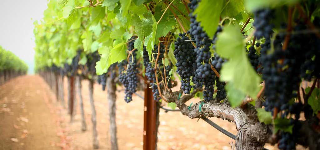 Photo of Las Madres Vineyards