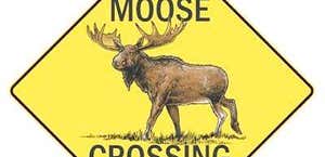 Patuxent Moose