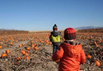 Photo of Hayes Corn Maze & Pumpkin Patch