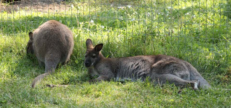 Photo of Kangaroo Creek Farm