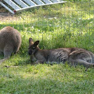 Kangaroo Creek Farm