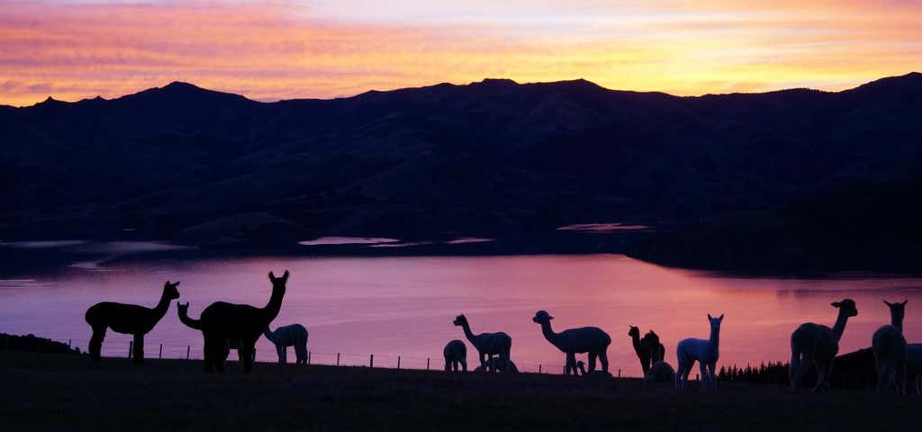 Photo of Shamarra Alpaca Farm Tours