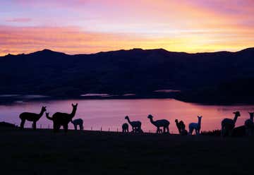 Photo of Shamarra Alpaca farm