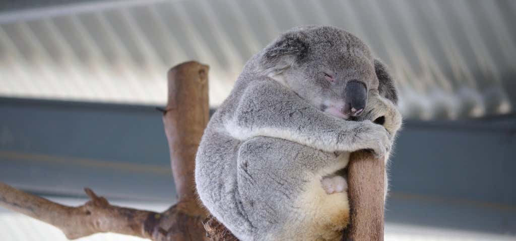Photo of Cohunu Koala Park