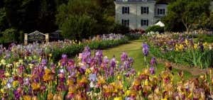 Photo of The Presby Memorial Iris Gardens
