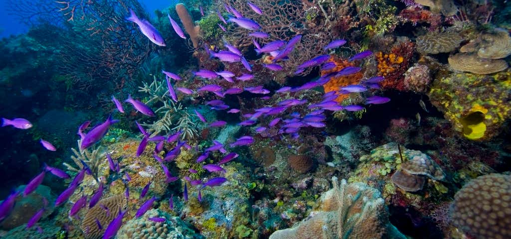 Photo of Belize Barrier Reef Reserve System