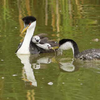 Bear River Migratory Bird Refuge