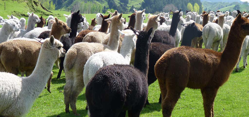 Photo of Nevalea Alpacas