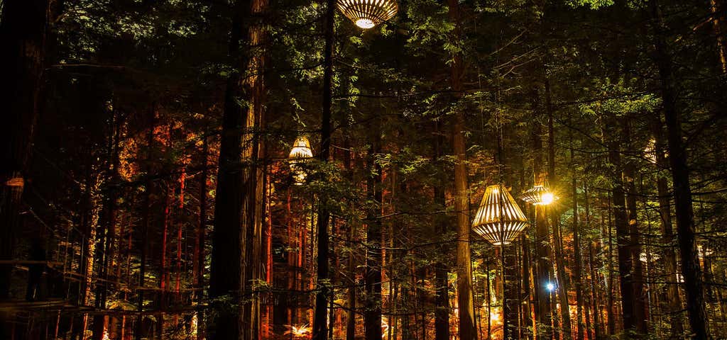 Photo of Redwoods Treewalk